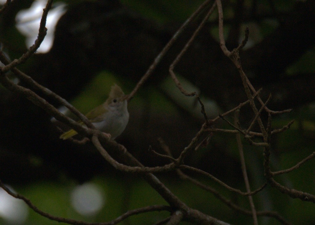 White-bellied Erpornis - ML486508571