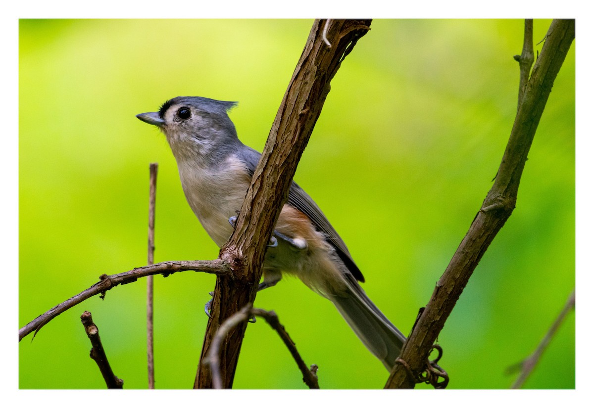 Tufted Titmouse - ML486508651