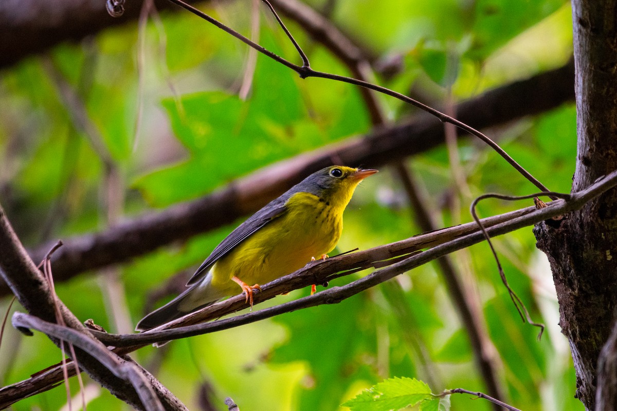 Canada Warbler - ML486508751