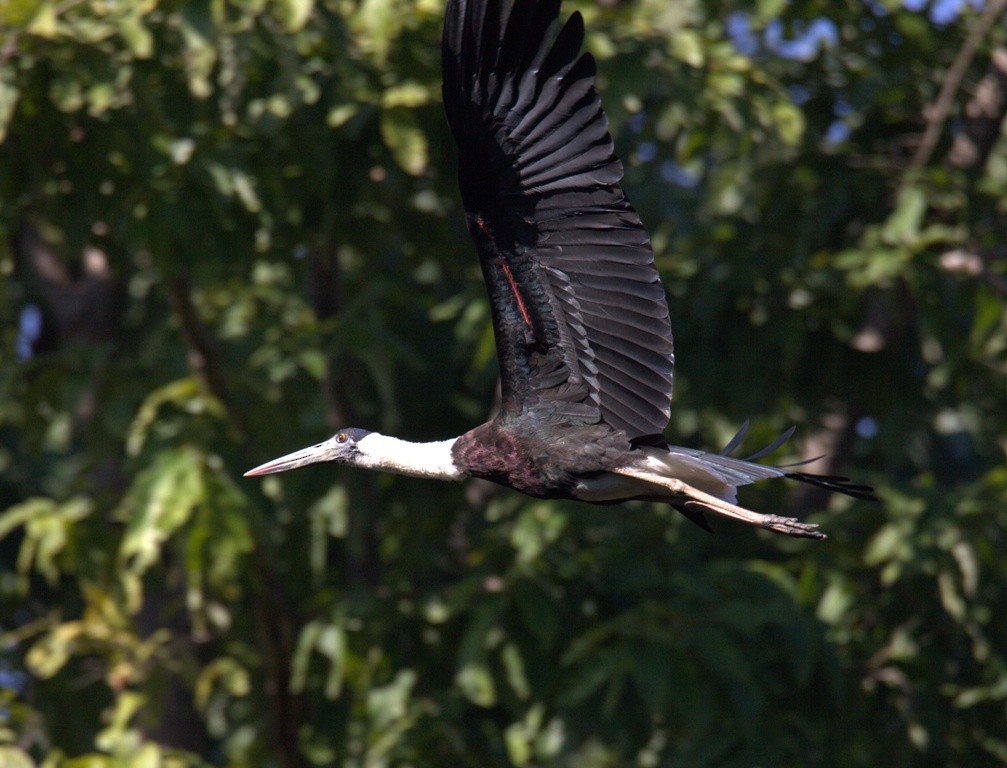 Asian Woolly-necked Stork - ML486509031