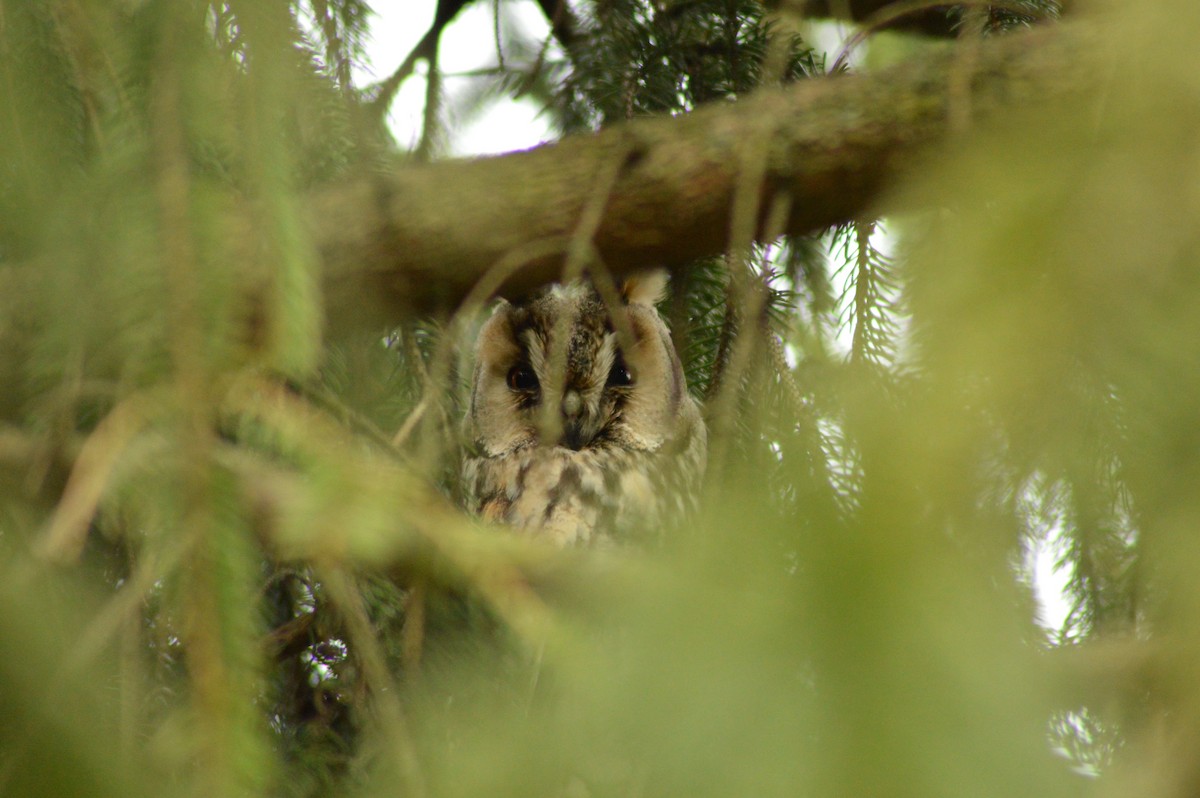 Long-eared Owl - ML486509751