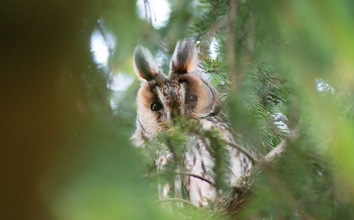 Long-eared Owl - ML486509761