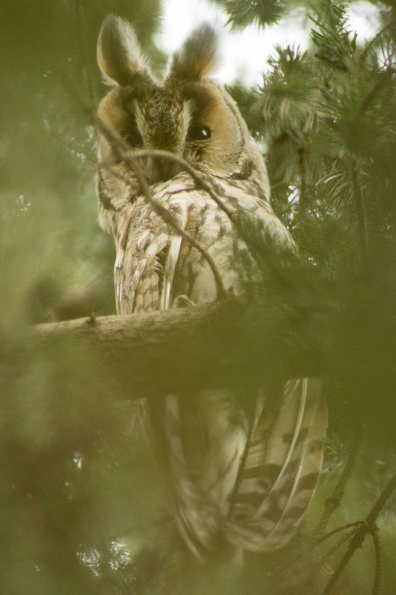 Long-eared Owl - ML486509771