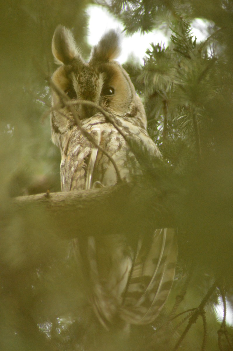 Long-eared Owl - ML486509781