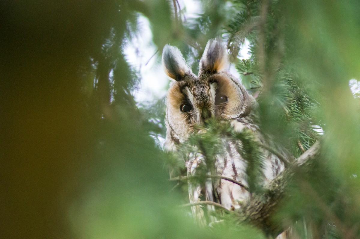 Long-eared Owl - ML486509791