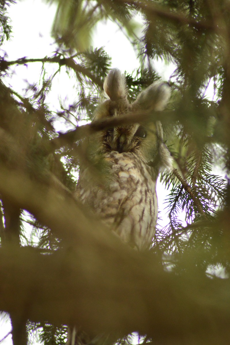 Long-eared Owl - ML486509801