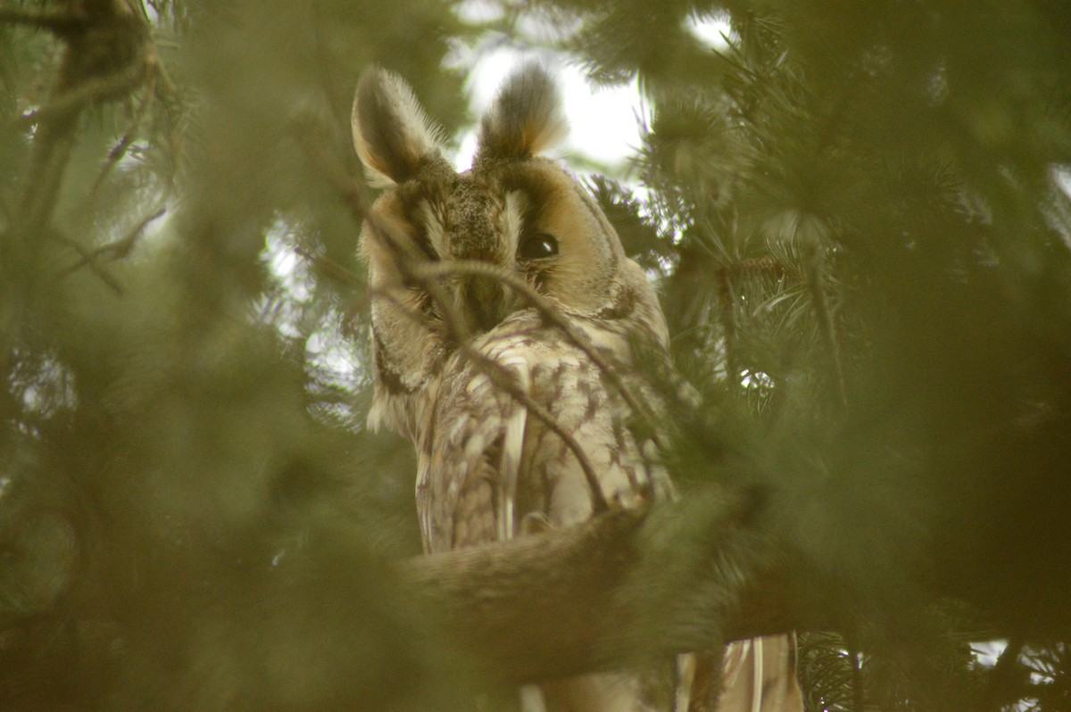 Long-eared Owl - ML486509811