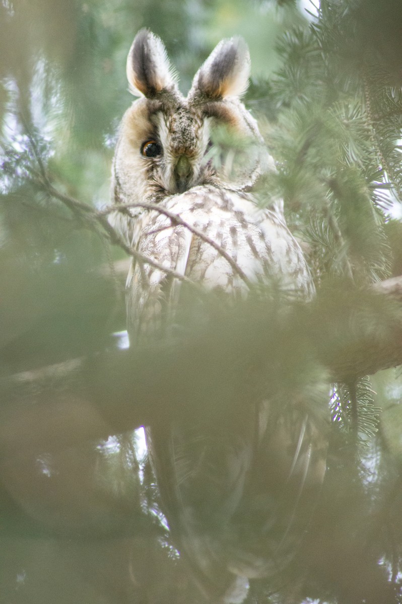 Long-eared Owl - ML486509831