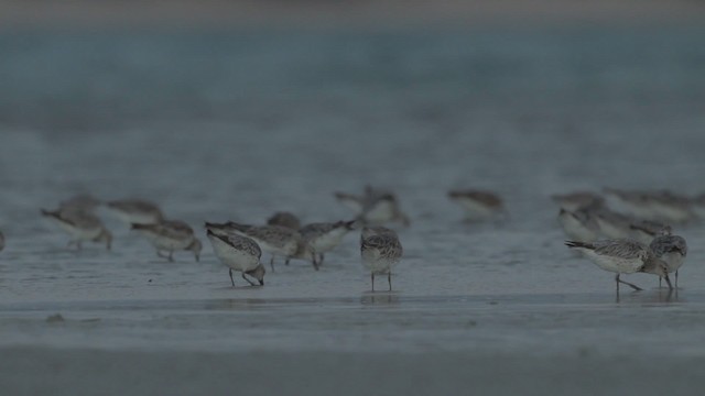 Great Knot - ML486510