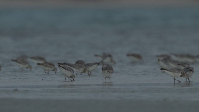 חופית גדולה - ML486510