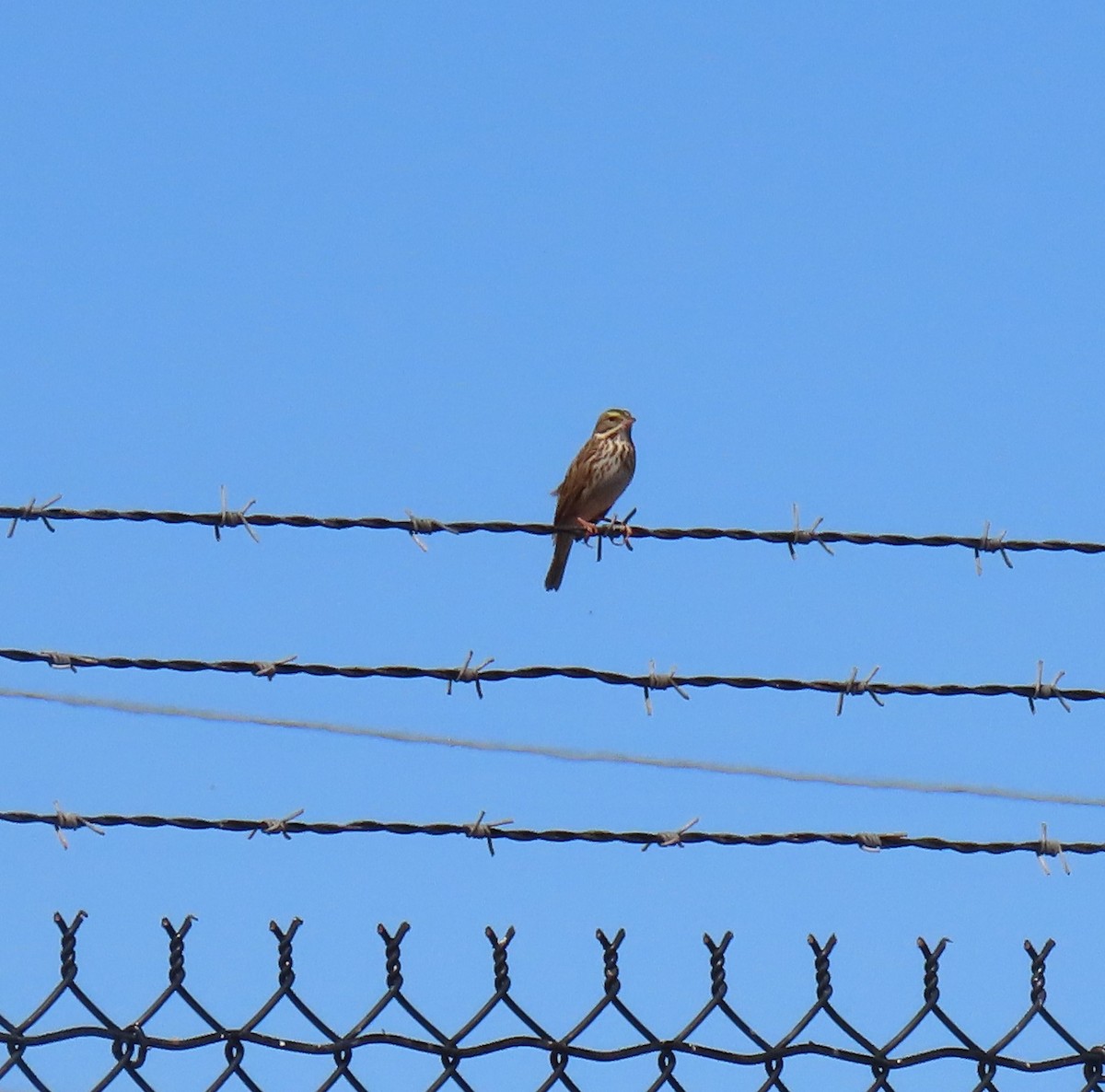 Savannah Sparrow - ML486510351