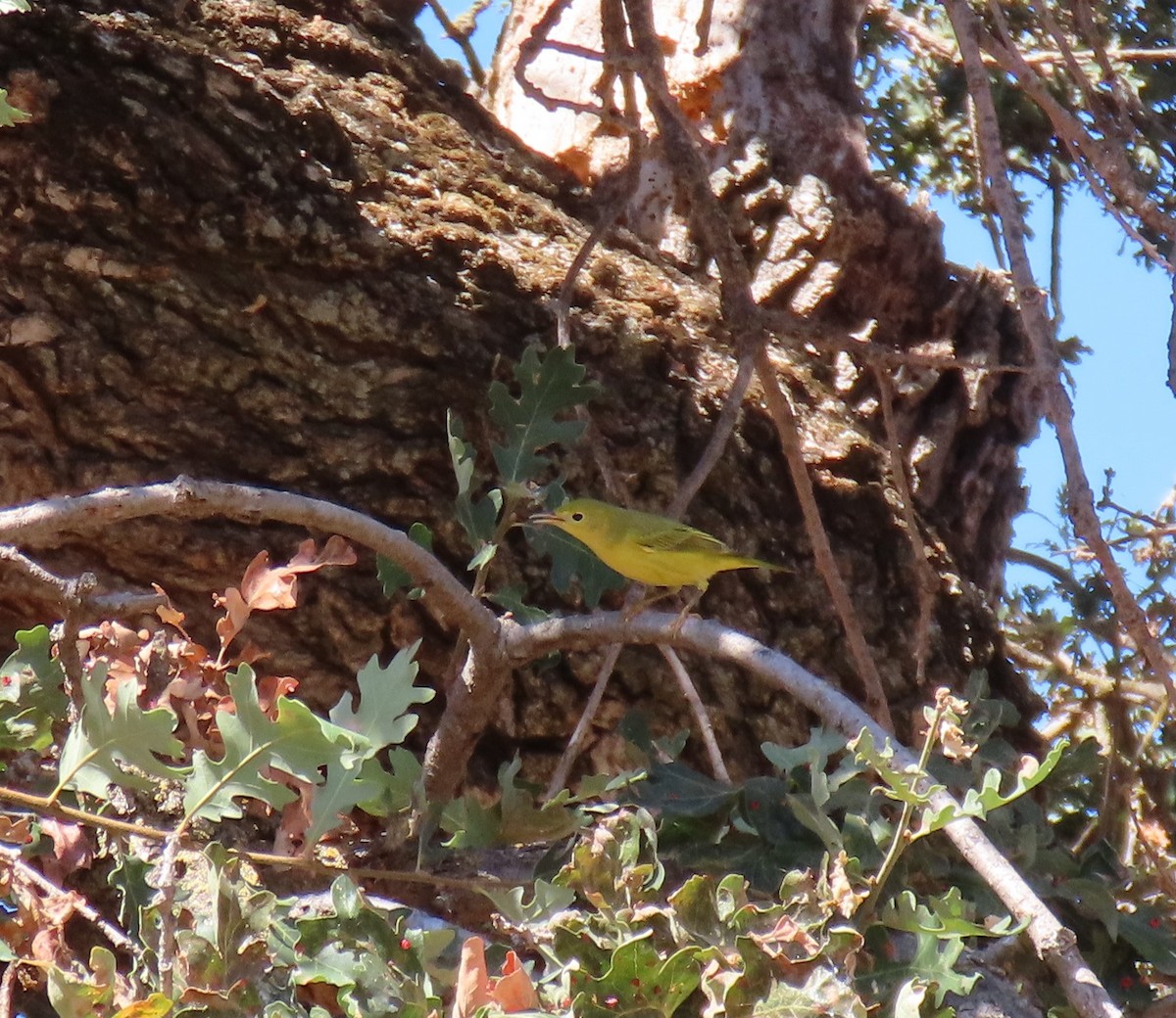 Yellow Warbler - ML486510531