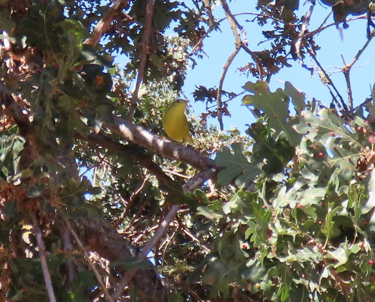 Yellow Warbler - ML486510541
