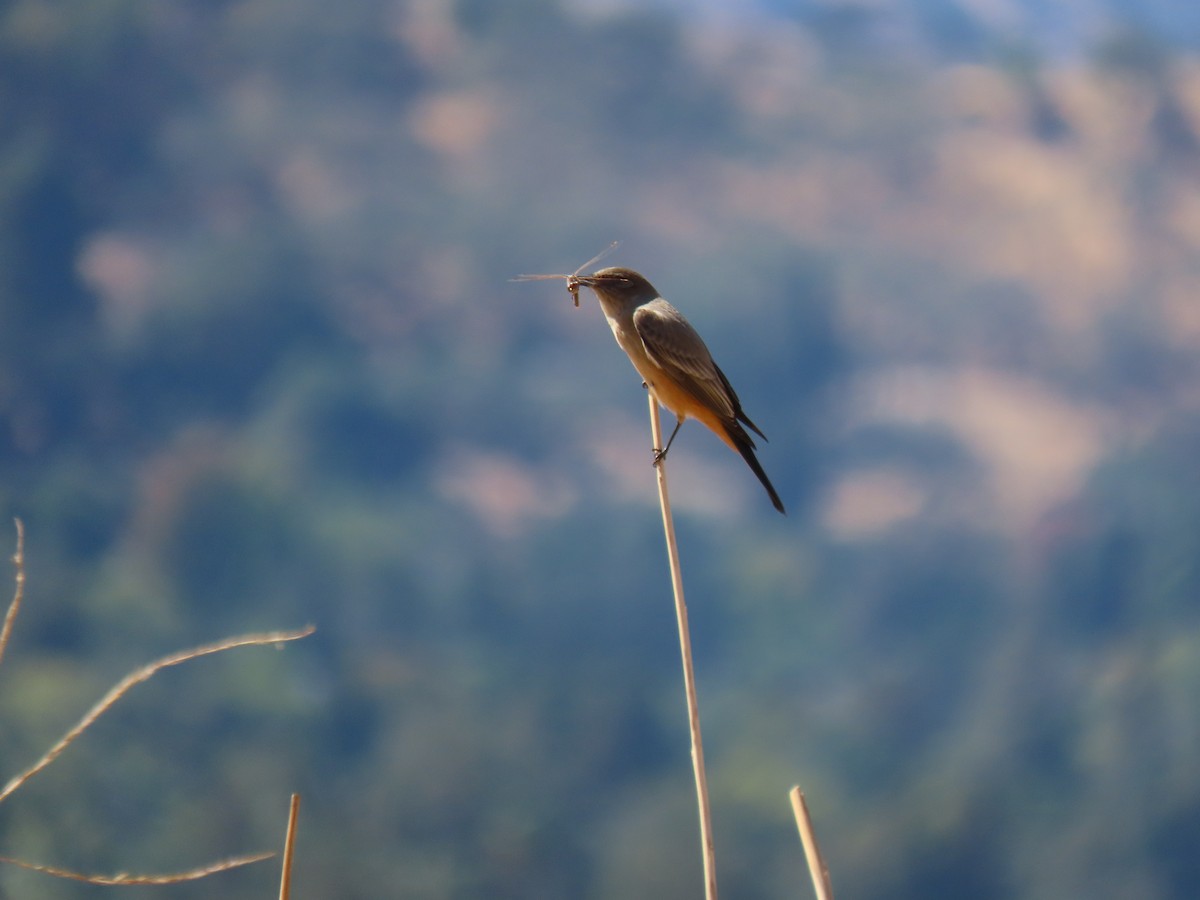 Say's Phoebe - ML486510871