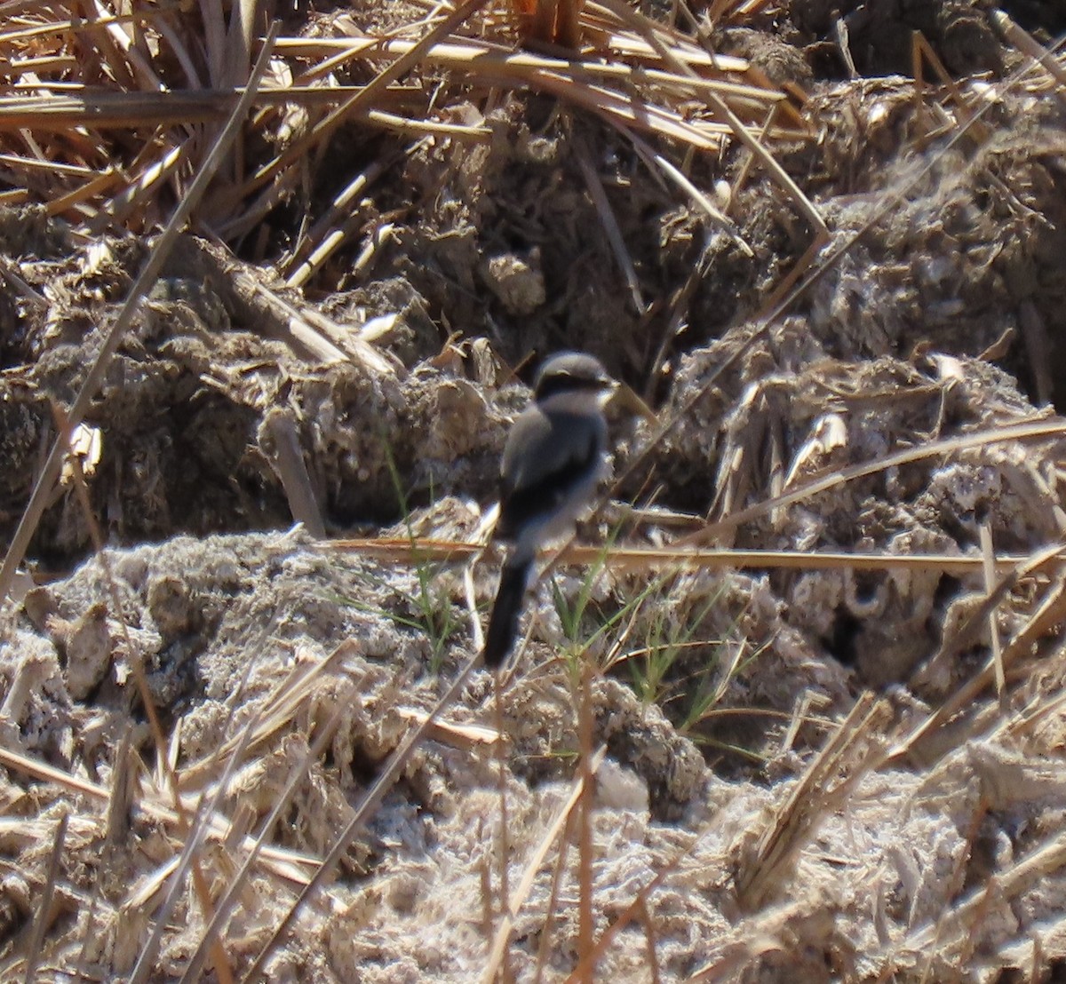 Loggerhead Shrike - ML486511441
