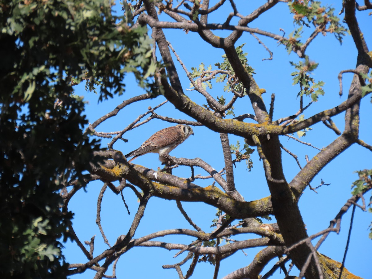 American Kestrel - ML486511621
