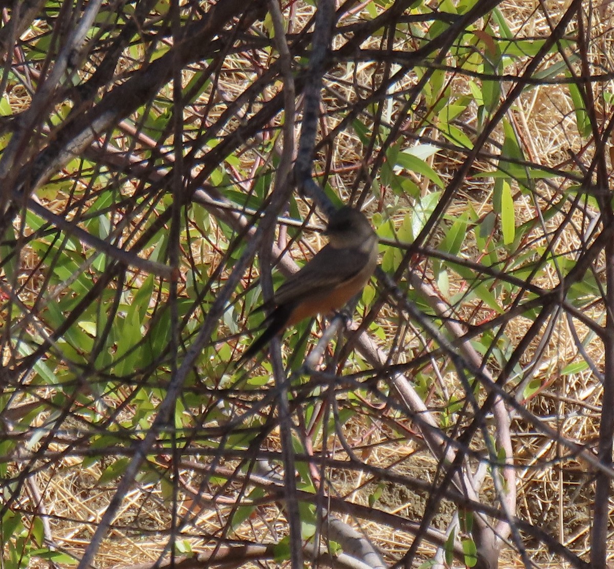 Say's Phoebe - ML486511921