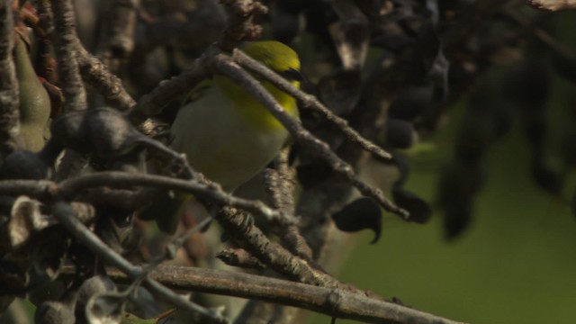 Ashy-bellied White-eye - ML486514