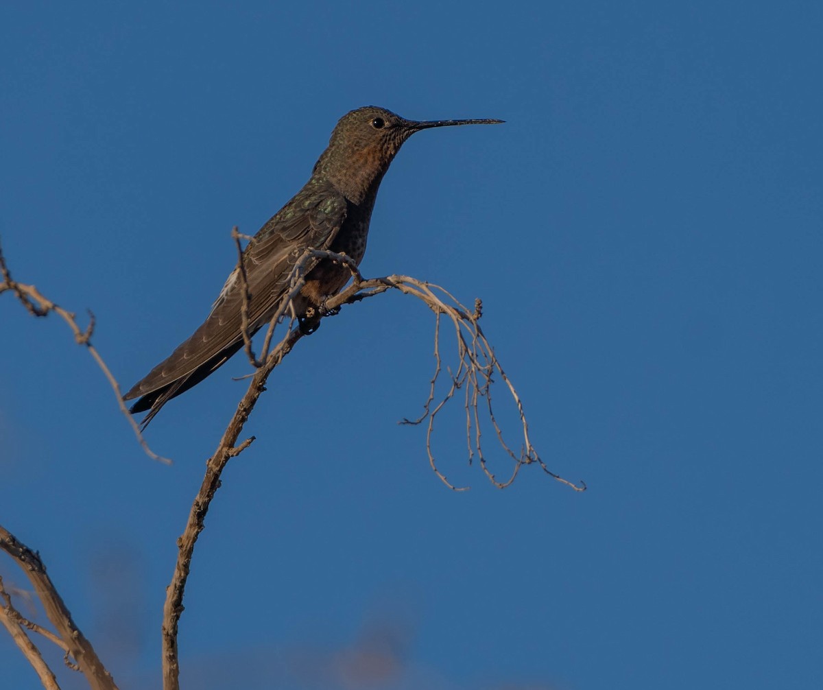 Giant Hummingbird - Pablo Moreno