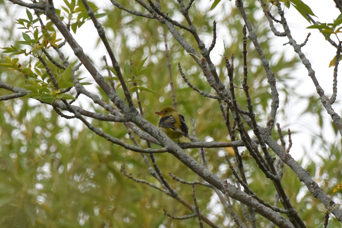 Piranga gorri-beltza - ML486514861