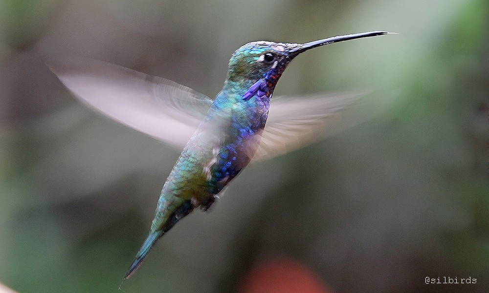 kolibřík cerradový - ML486515471