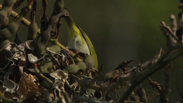 Ashy-bellied White-eye - ML486516