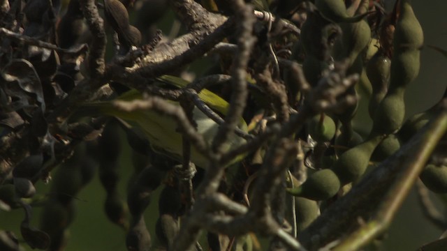 Ashy-bellied White-eye - ML486518