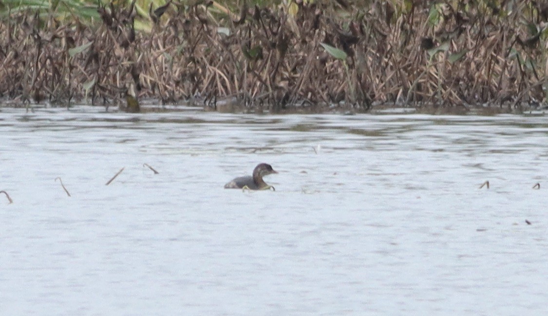 Pied-billed Grebe - ML486518791