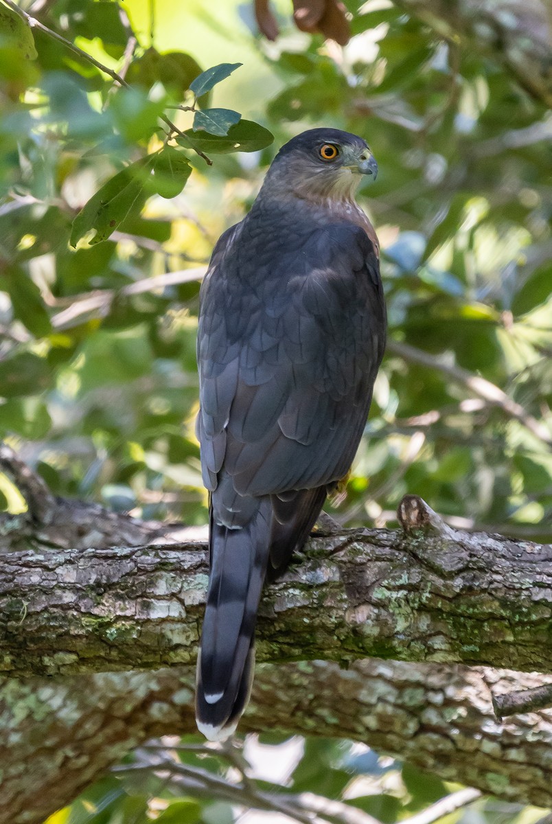 クーパーハイタカ - ML486520221