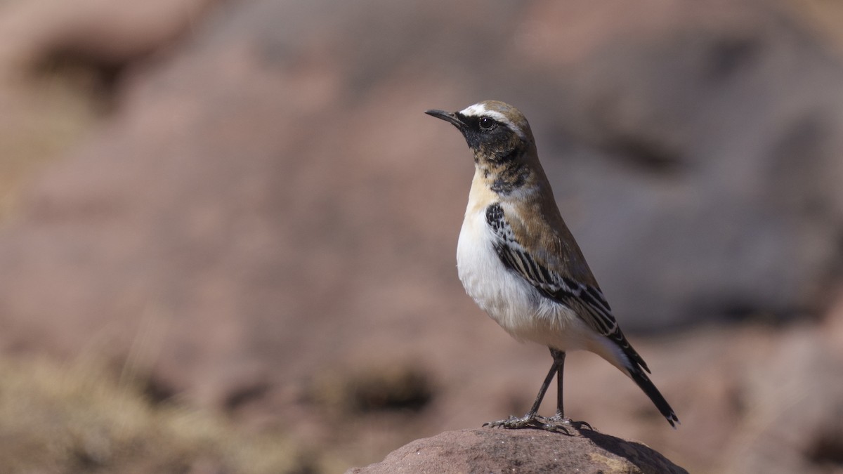 Atlas Wheatear - Zongzhuang Liu