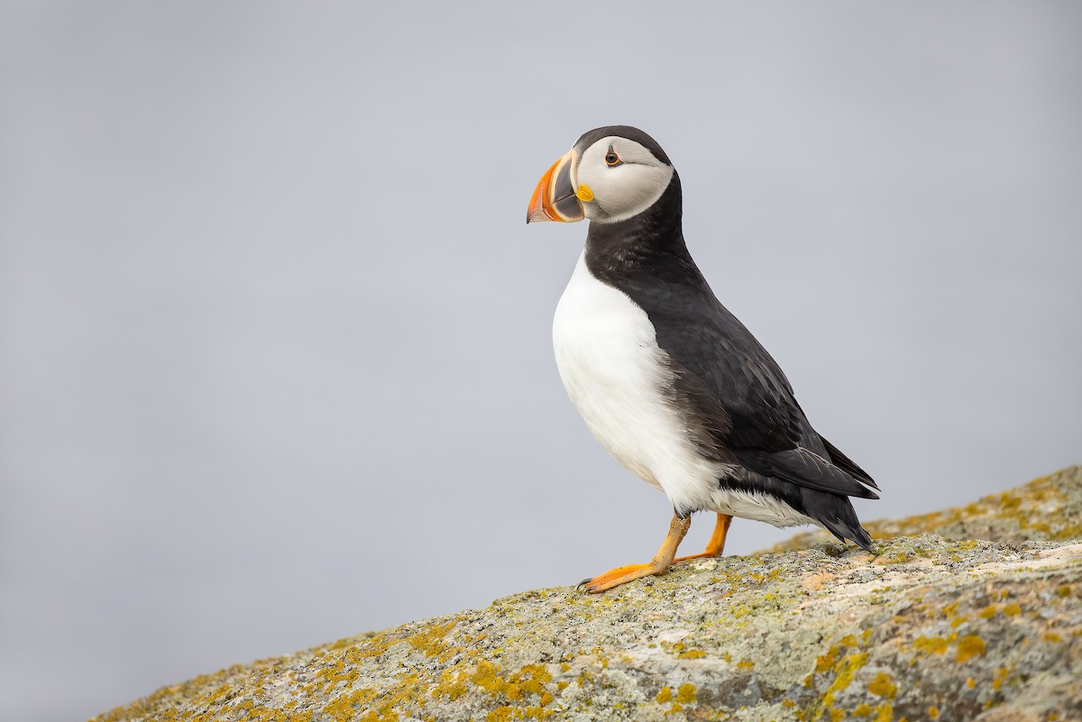 Atlantic Puffin - ML486520581