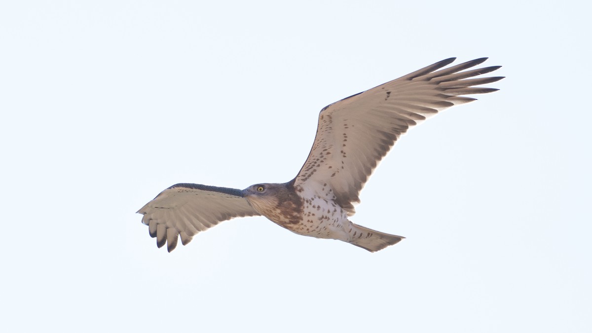 Short-toed Snake-Eagle - ML486520941