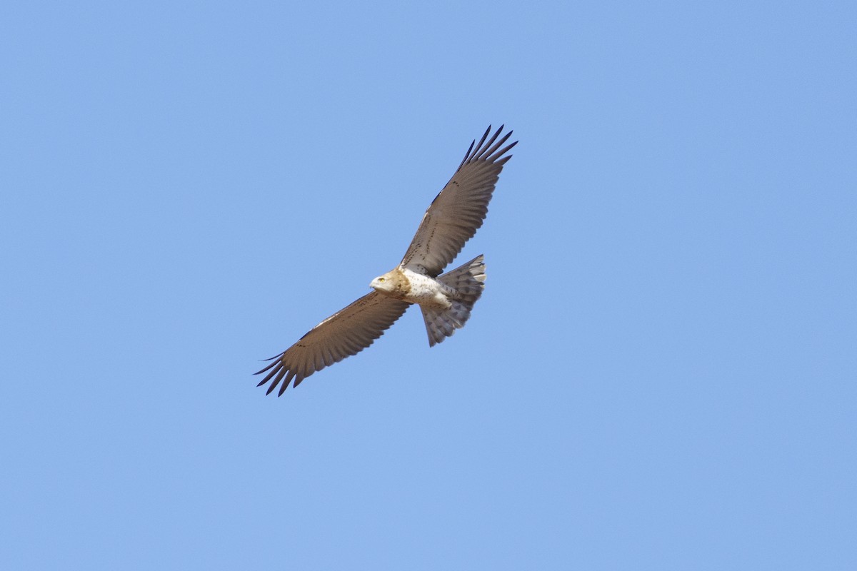 Short-toed Snake-Eagle - ML486520951