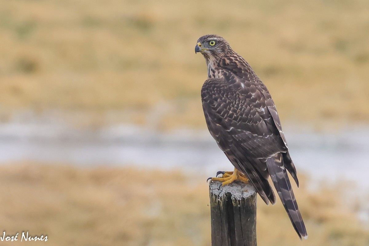 Eurasian Goshawk - José Nunes