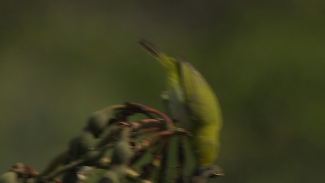 Ashy-bellied White-eye - ML486522