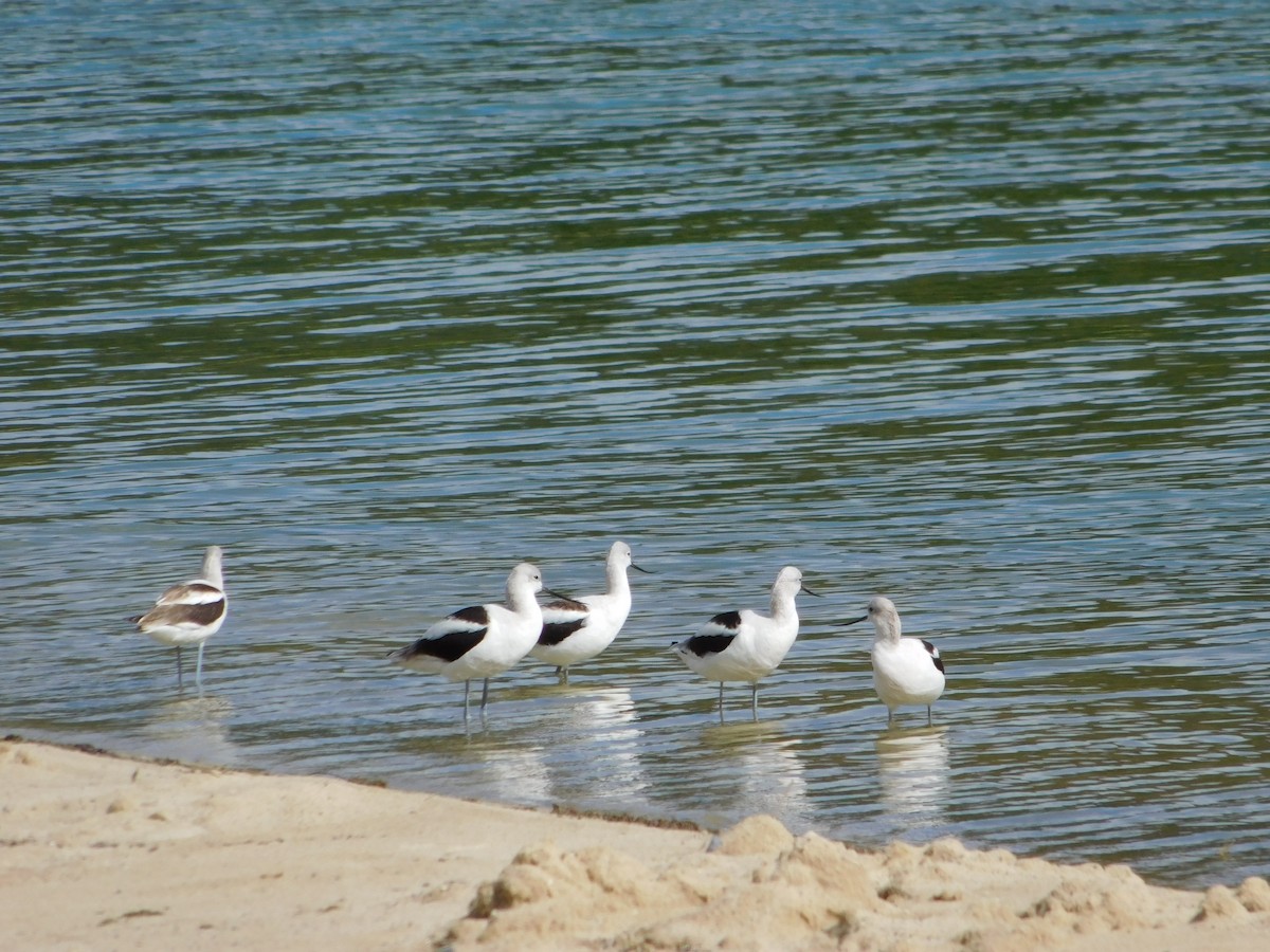 Avoceta Americana - ML486522601