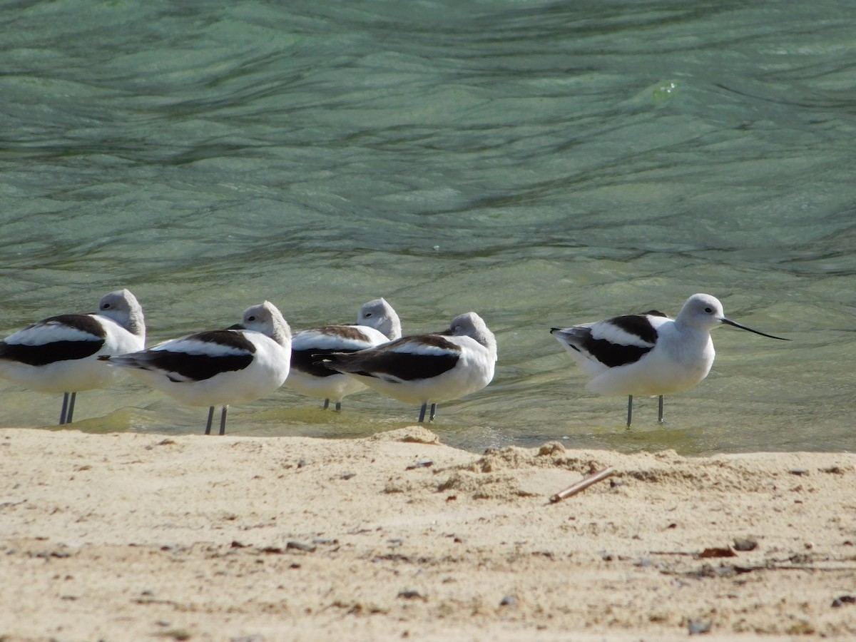 Avoceta Americana - ML486522641