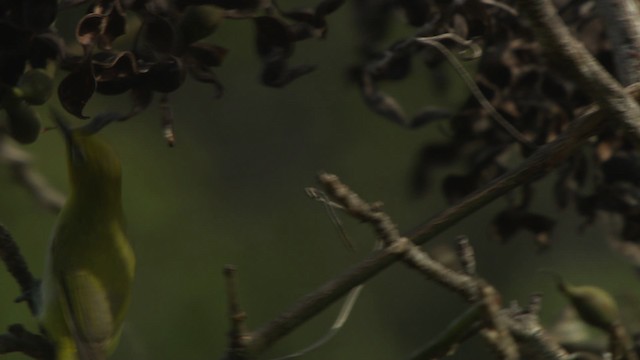 Ashy-bellied White-eye - ML486523