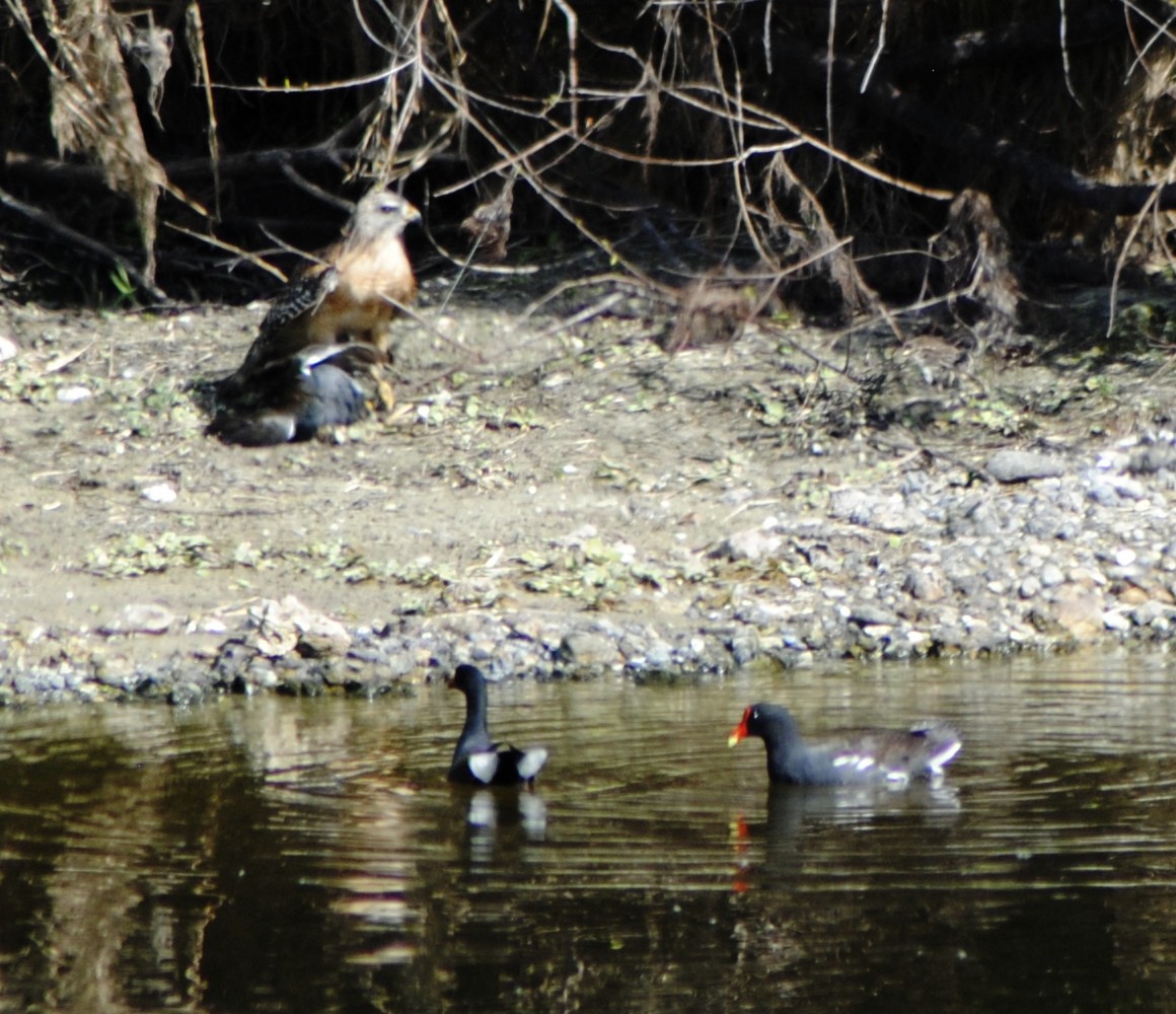 Red-shouldered Hawk - Mike Ostrowski