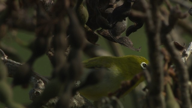 Ashy-bellied White-eye - ML486524