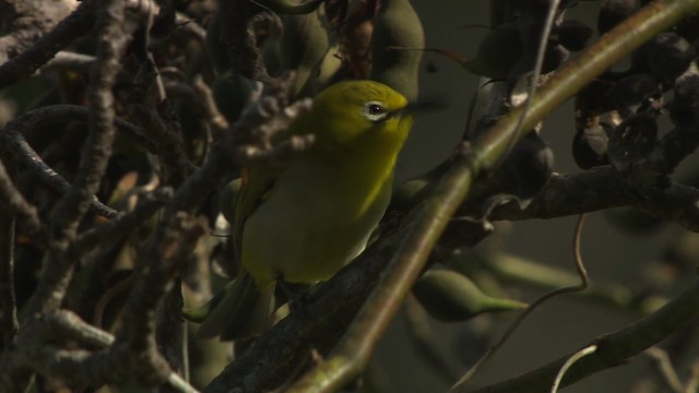 Ashy-bellied White-eye - ML486525