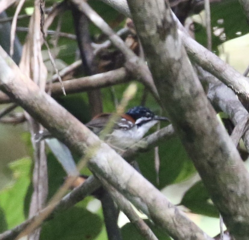 Wallace's Fairywren - Mike O'Malley