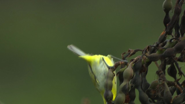 Ashy-bellied White-eye - ML486526