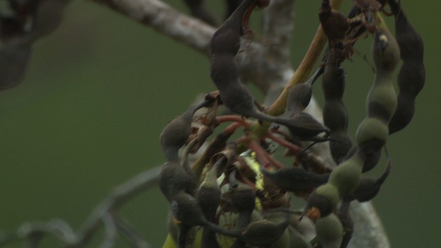 Ashy-bellied White-eye - ML486527