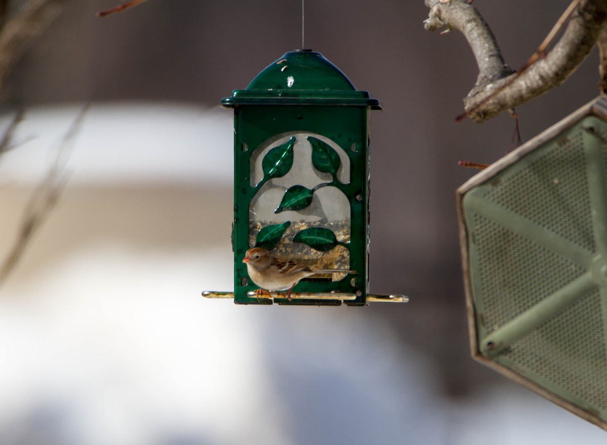 Field Sparrow - ML48652711