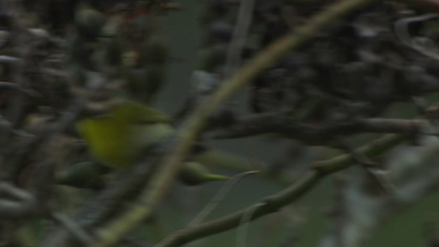 Ashy-bellied White-eye - ML486528