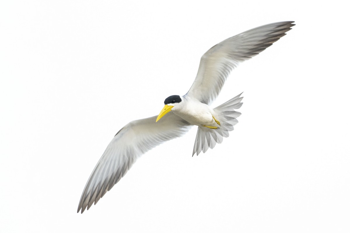 Large-billed Tern - Luciano Massa