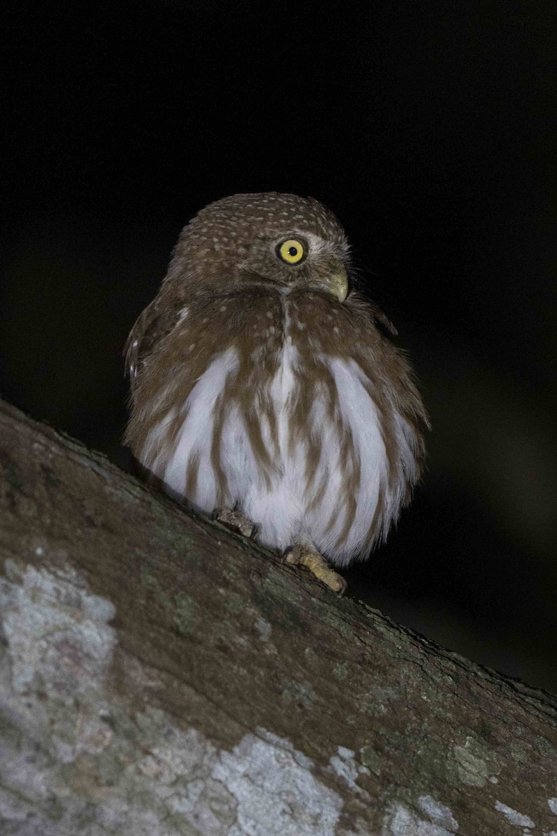 Ferruginous Pygmy-Owl - Luciano Massa