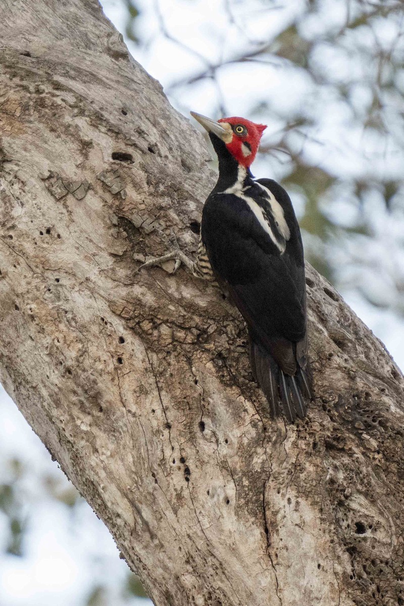 Crimson-crested Woodpecker - Luciano Massa