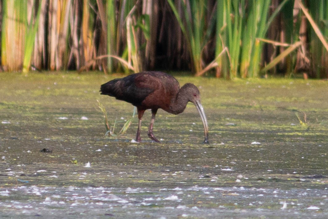 White-faced Ibis - Josh  Houck
